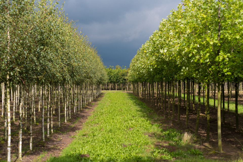 programme de plantation d’arbres intitulé MA PLANETE, CCF ET MOI