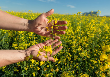Préparez Votre Implantation Colza avec en toute sérénité avec CCF : Anticipez pour Optimiser !