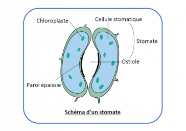 Le Potassium, un régulateur osmotique essentiel face aux stress hydriques