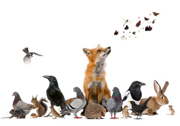 Le Printemps arrive… Lutter contre les adventices, insectes et autres nuisibles
