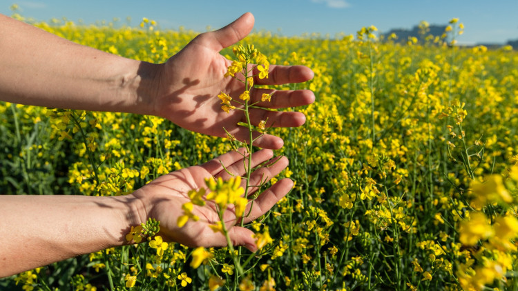 Préparez Votre Implantation Colza avec en toute sérénité avec CCF : Anticipez pour Optimiser !