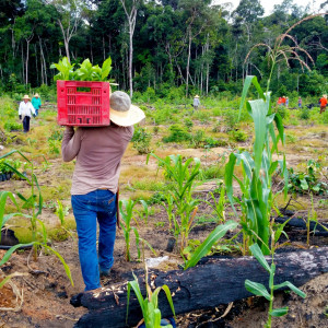 Projet de plantation Rondônia