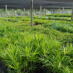 Projet de plantation Rondônia