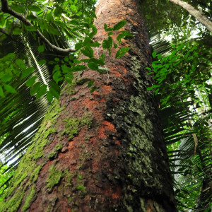 Projet de plantation Rondônia