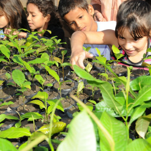 Projet de plantation Rondônia